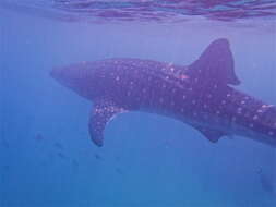 Image of whale sharks