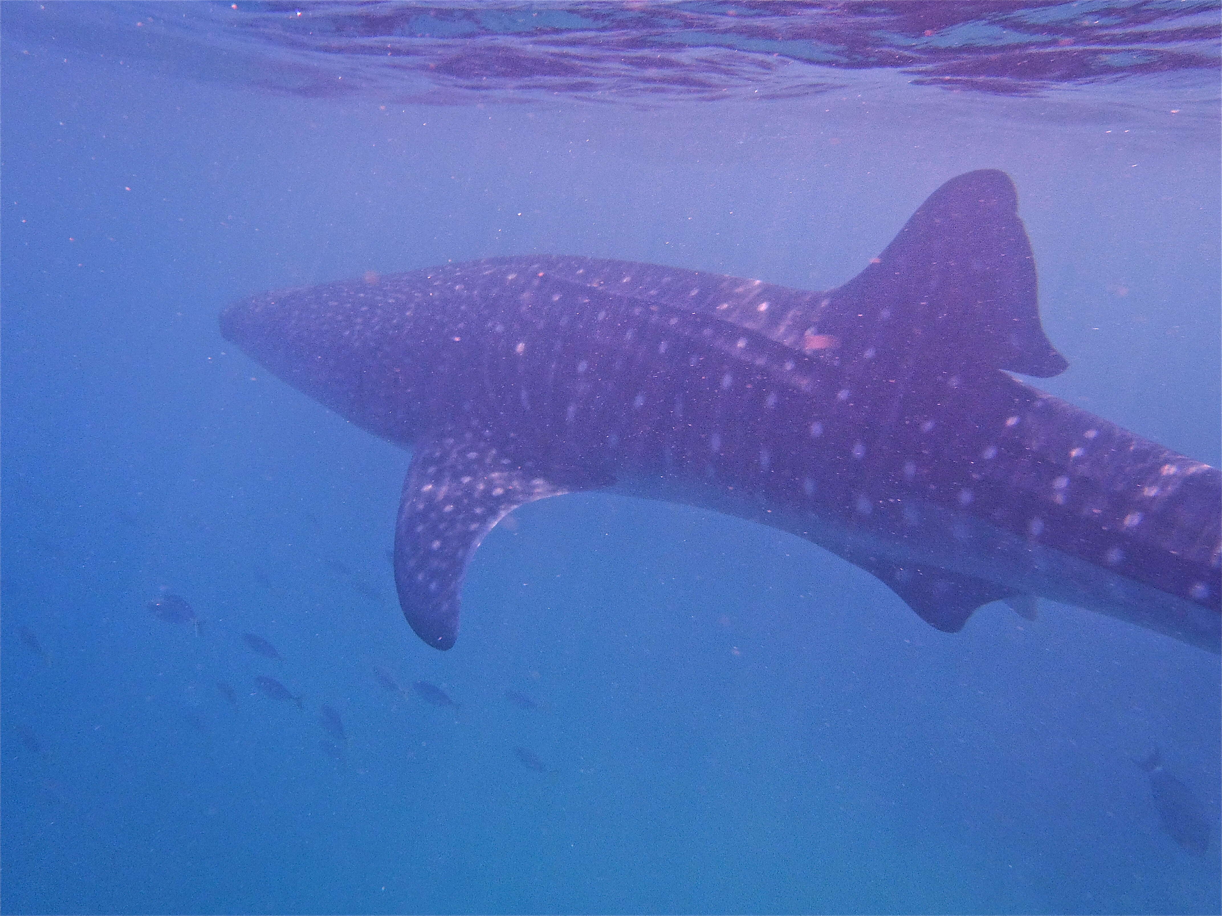 Image of whale sharks