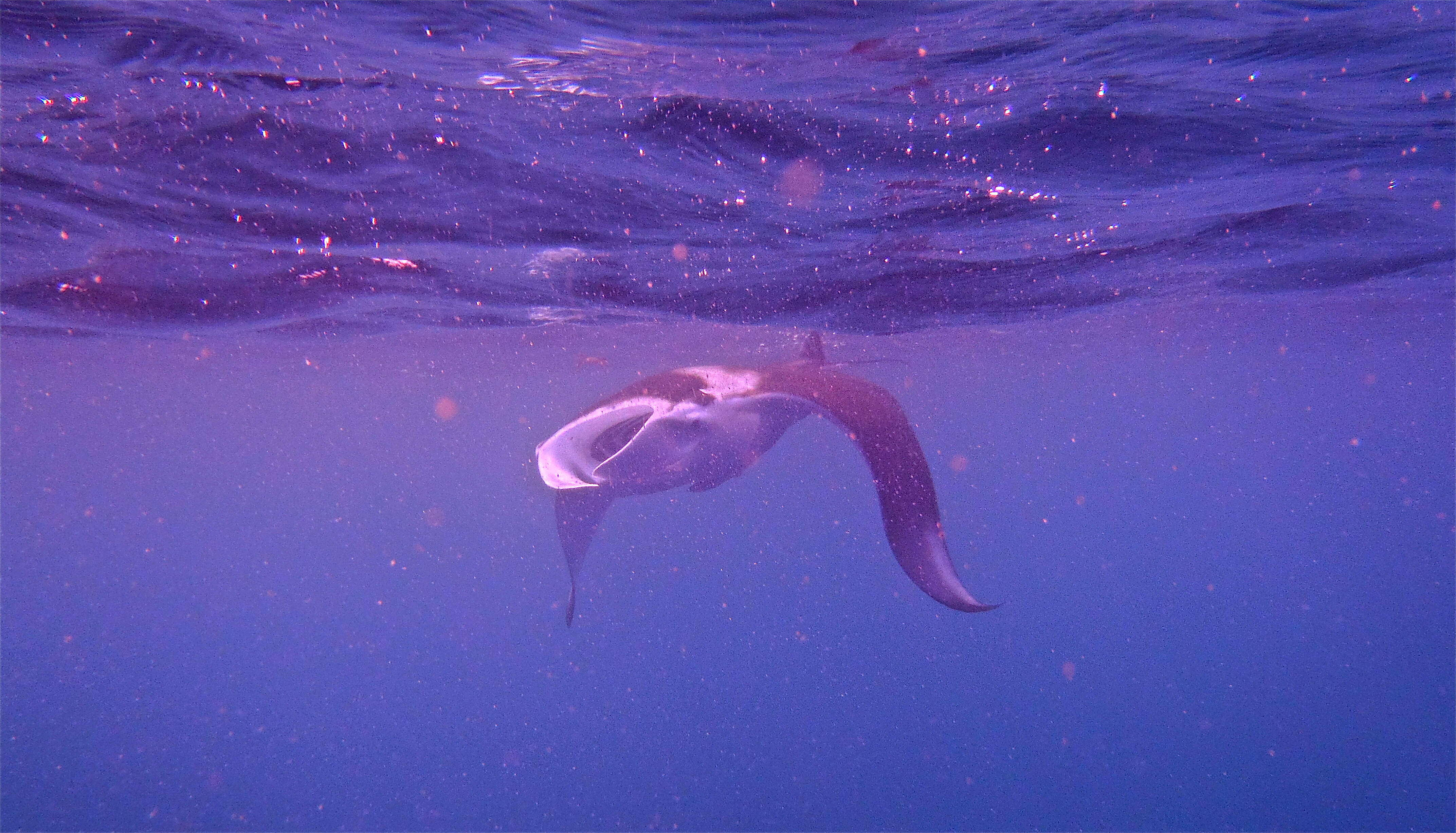 Image of whale sharks