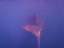 Image of whale sharks