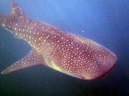 Image of whale sharks