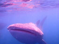 Image of whale sharks