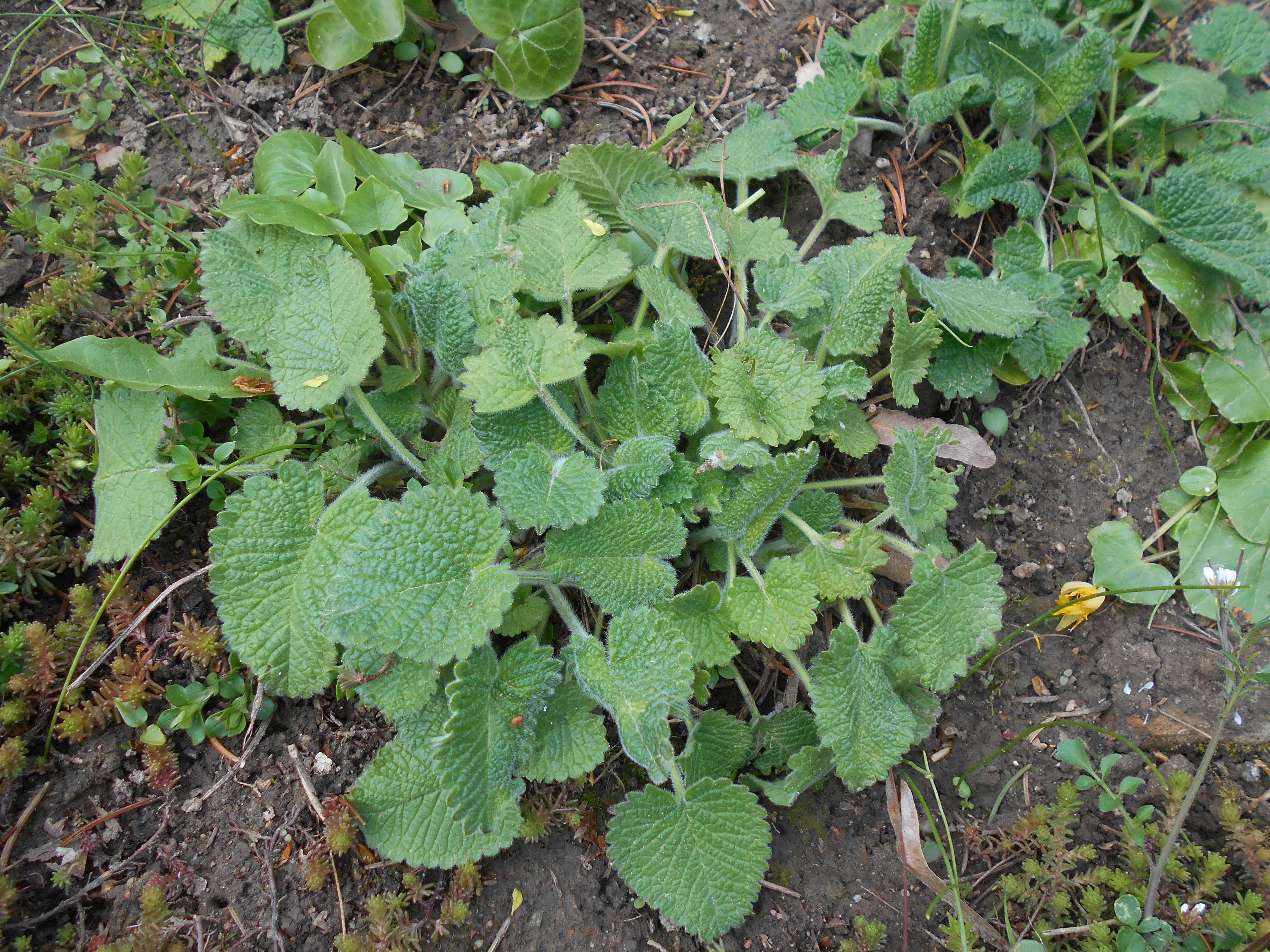 Image de Betonica macrantha K. Koch