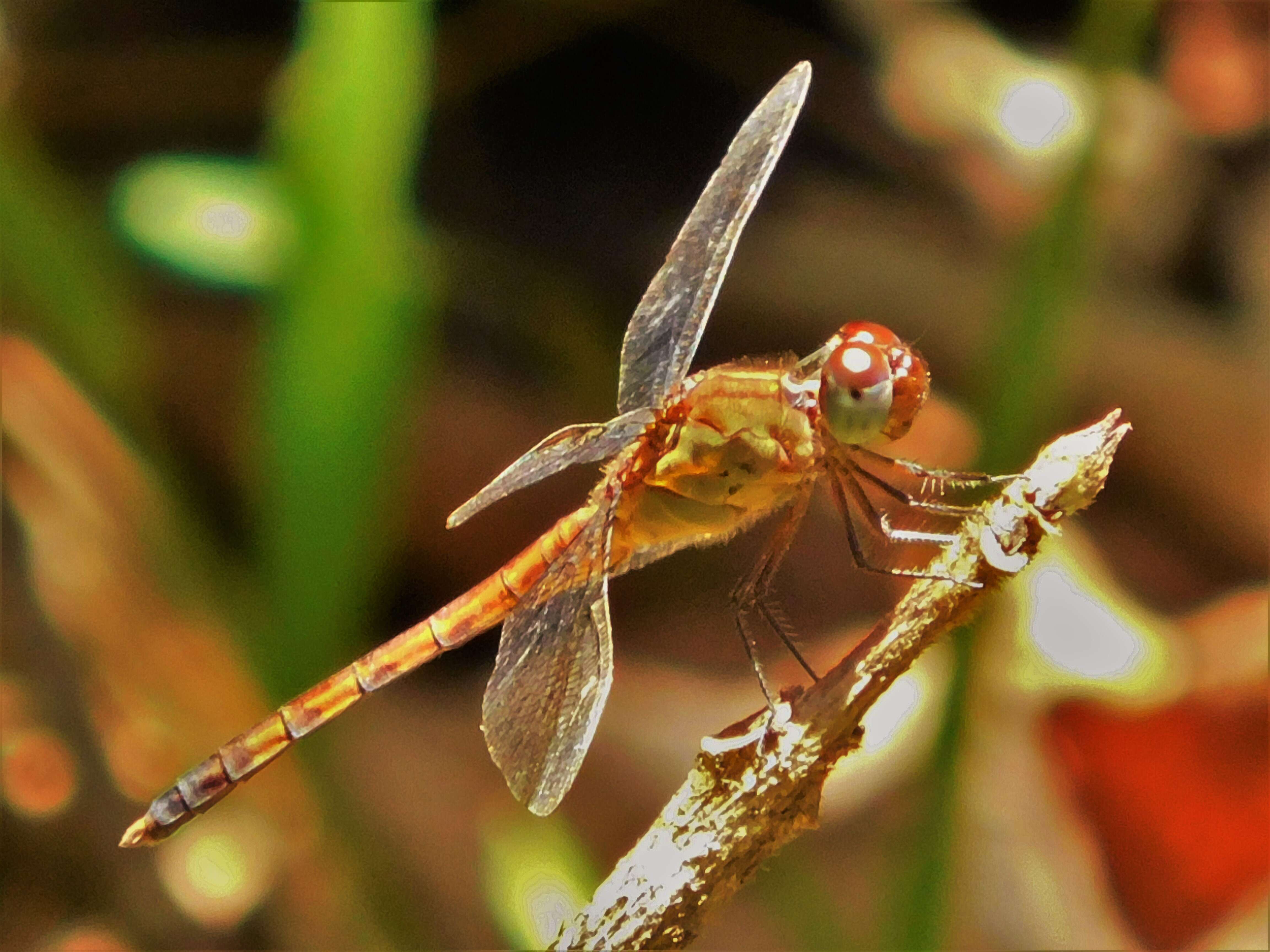 Sivun Erythrodiplax umbrata (Linnaeus 1758) kuva