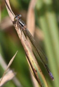 Image of Round-winged Bluet