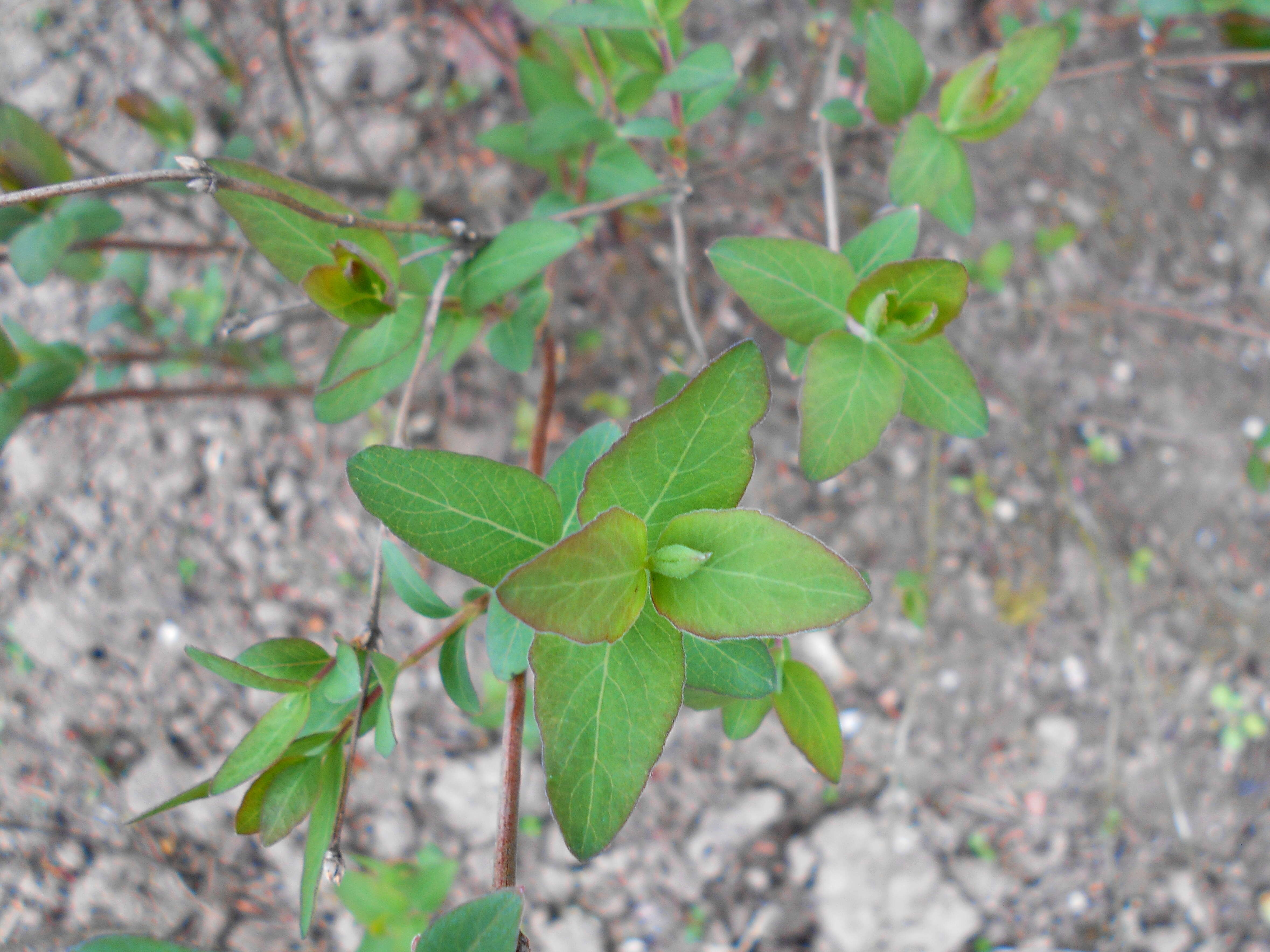 Image of western snowberry