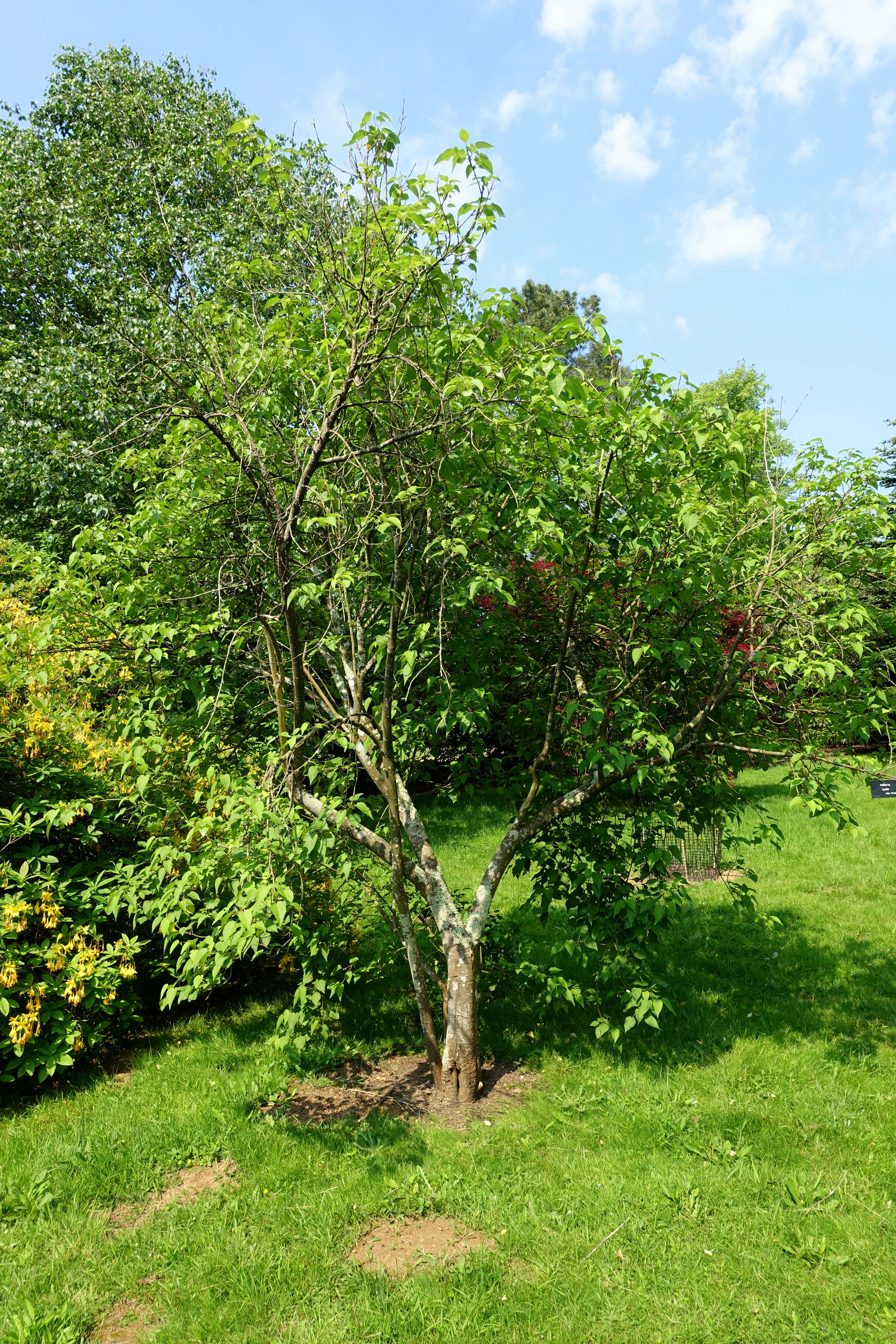 Image of Mountain Ribbon Wood