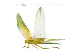 Image of Greater Angle-wing Katydid