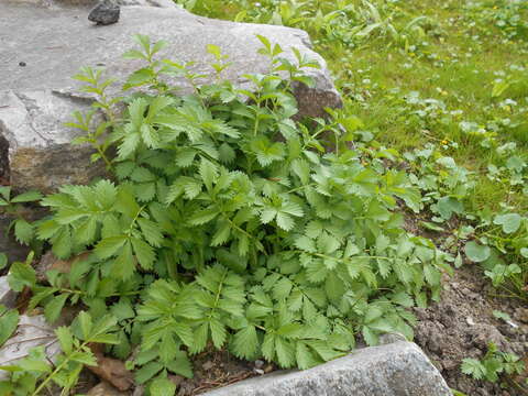 Image of Agrimonia pilosa Ledeb.