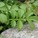 Image of Agrimonia pilosa Ledeb.