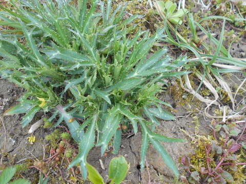 Image of amethyst eryngo