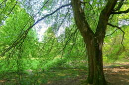 Image of Willow Oak