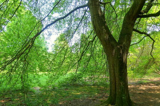 Слика од Quercus phellos L.