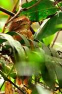 Image of Short-tailed Frogmouth