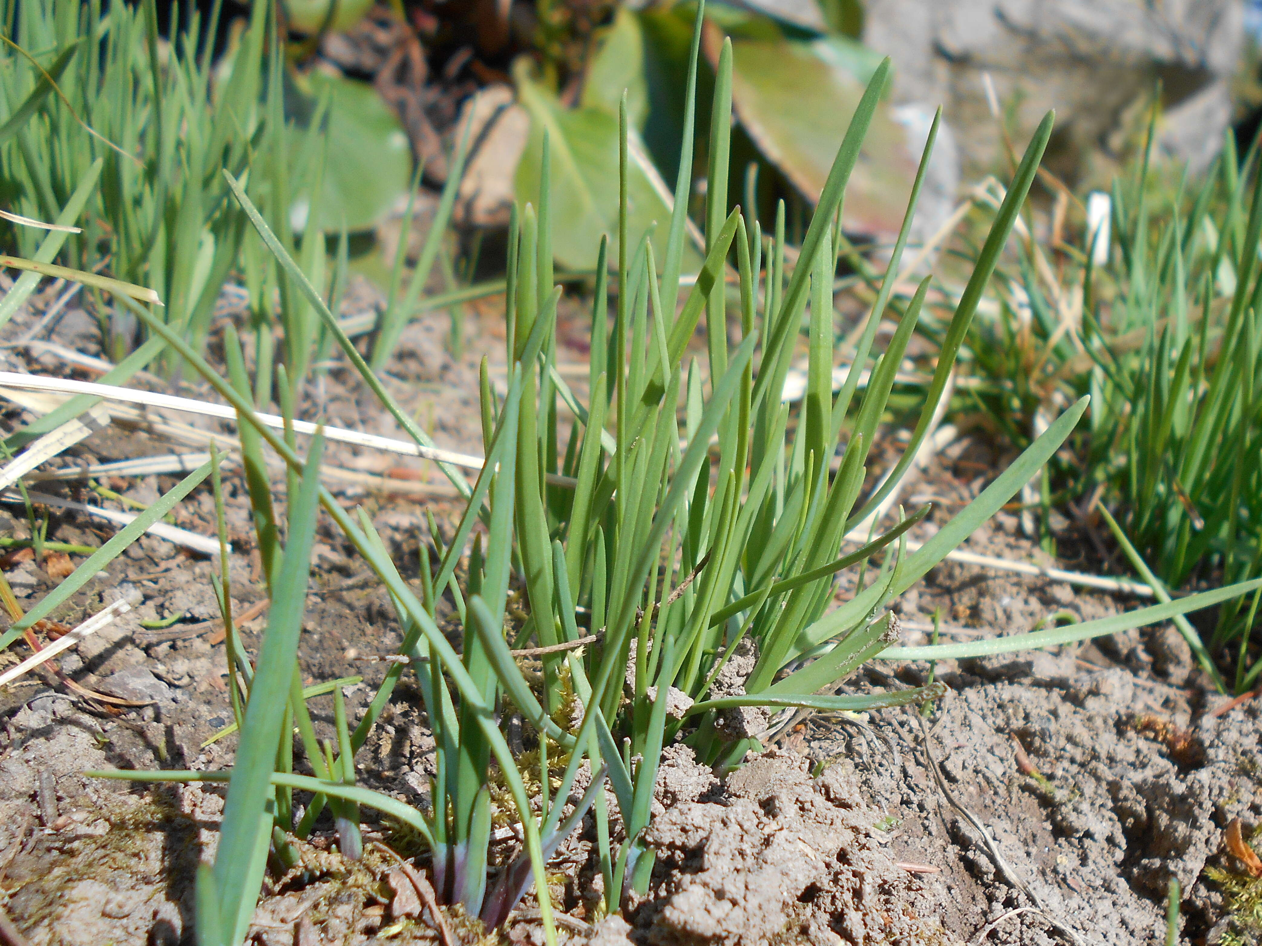 Image of Allium cyathophorum Bureau & Franch.