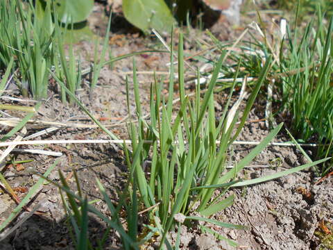 Allium cyathophorum Bureau & Franch. resmi