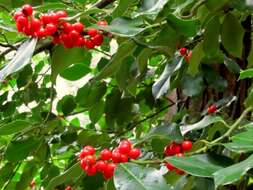 Image of English holly