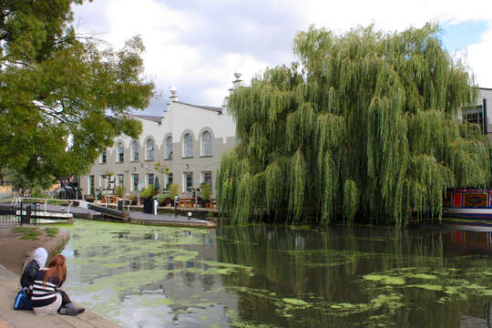 Image of Peking Willow