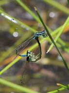 Image of Round-winged Bluet