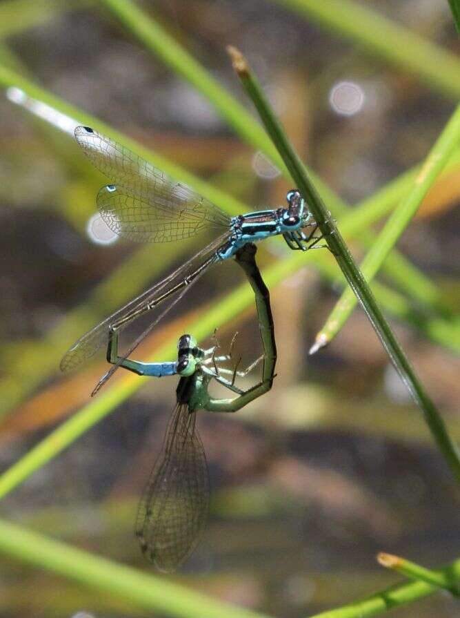 Image of Round-winged Bluet