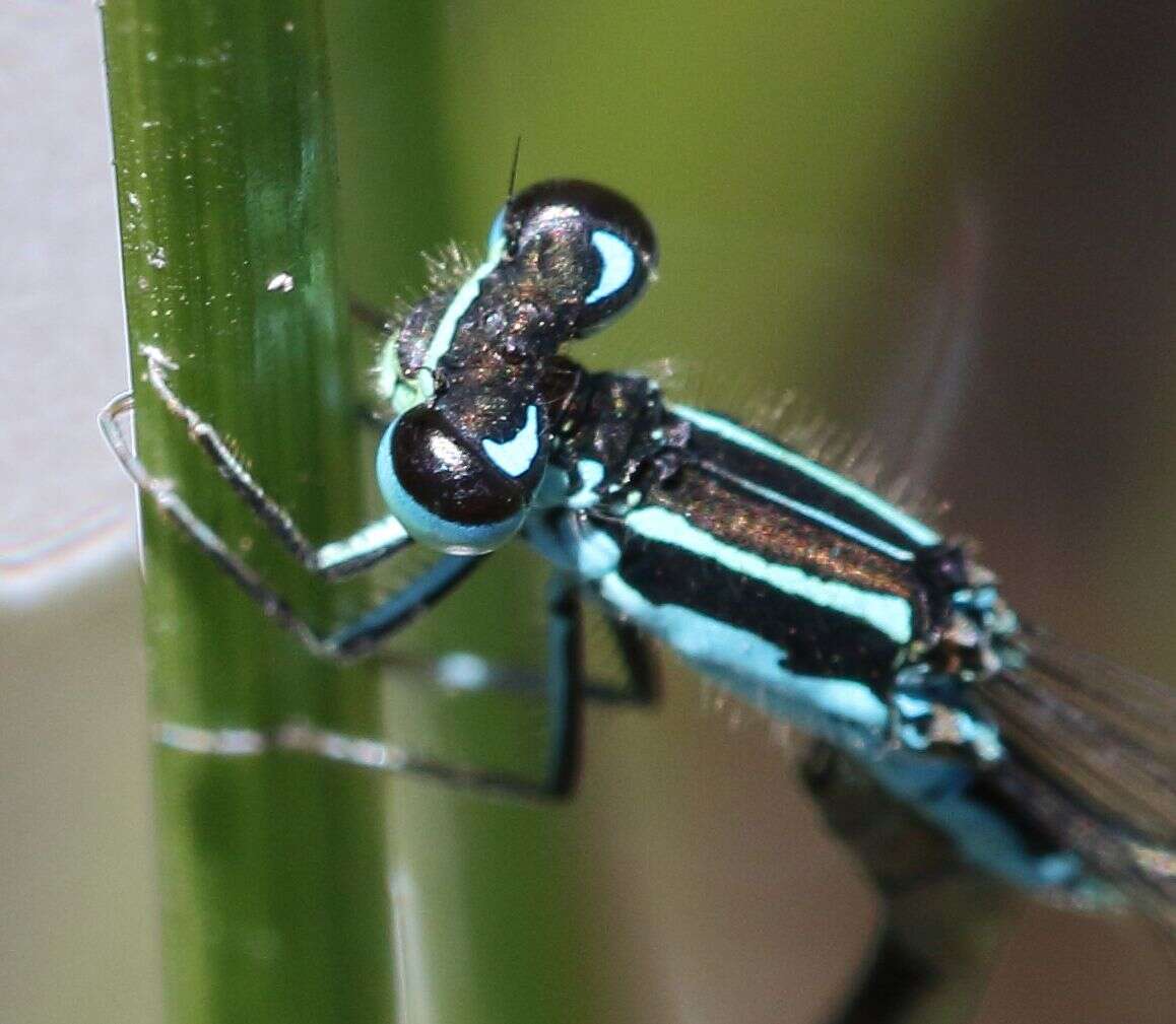 Image of Round-winged Bluet