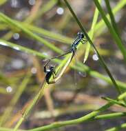 Image of Round-winged Bluet