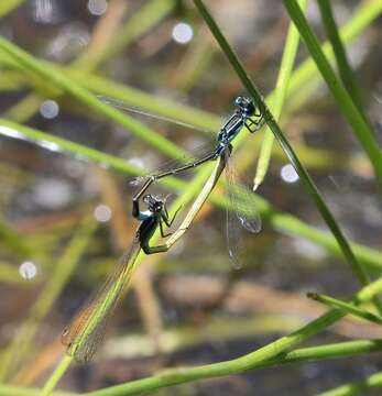 Image of Round-winged Bluet