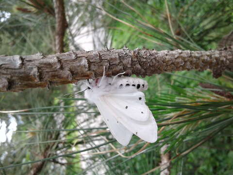 Image of Vestal Tiger Moth