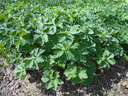 Image of Glandular Crane's-bill