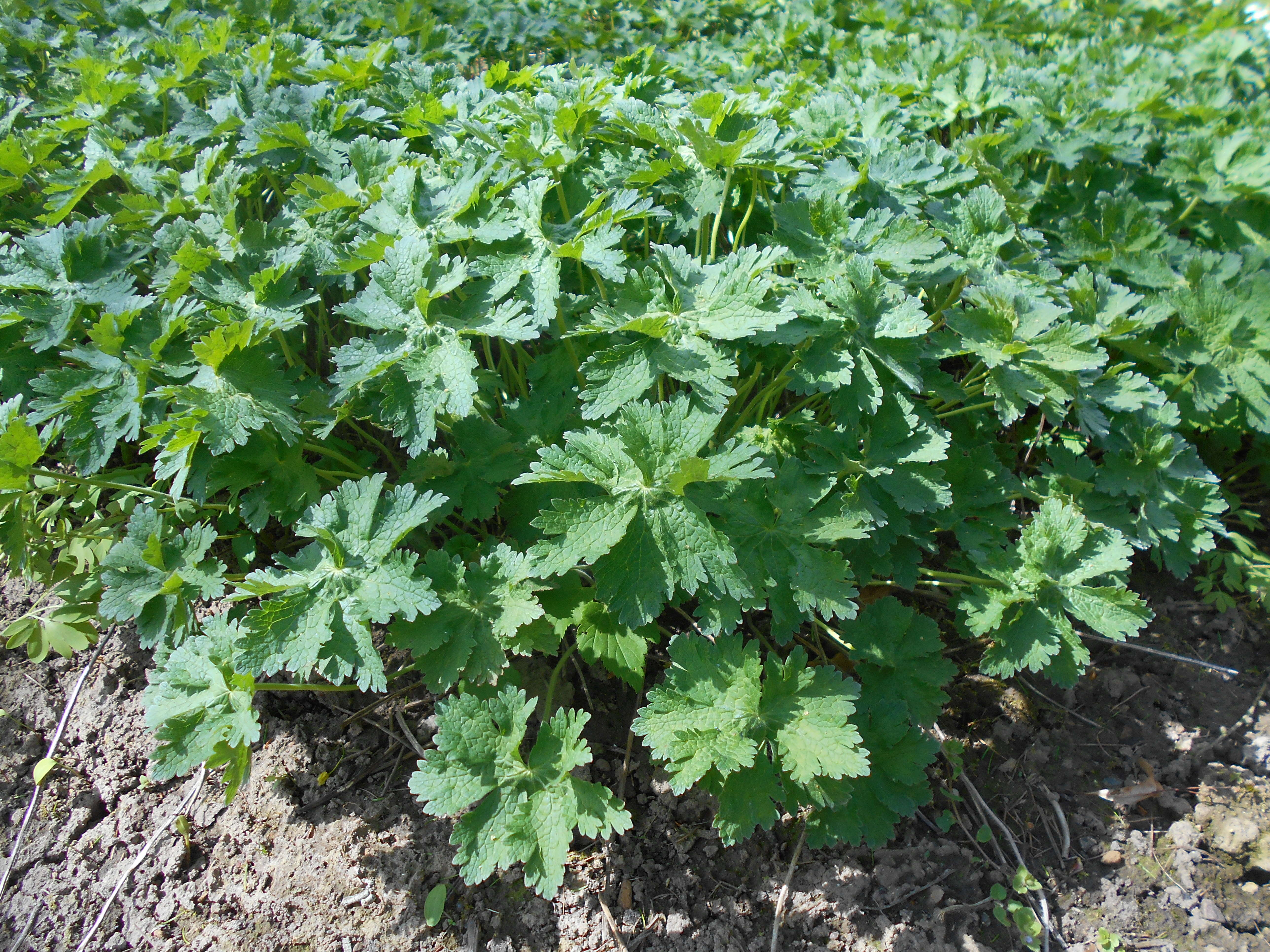 Image of Glandular Crane's-bill