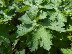 Image of Glandular Crane's-bill