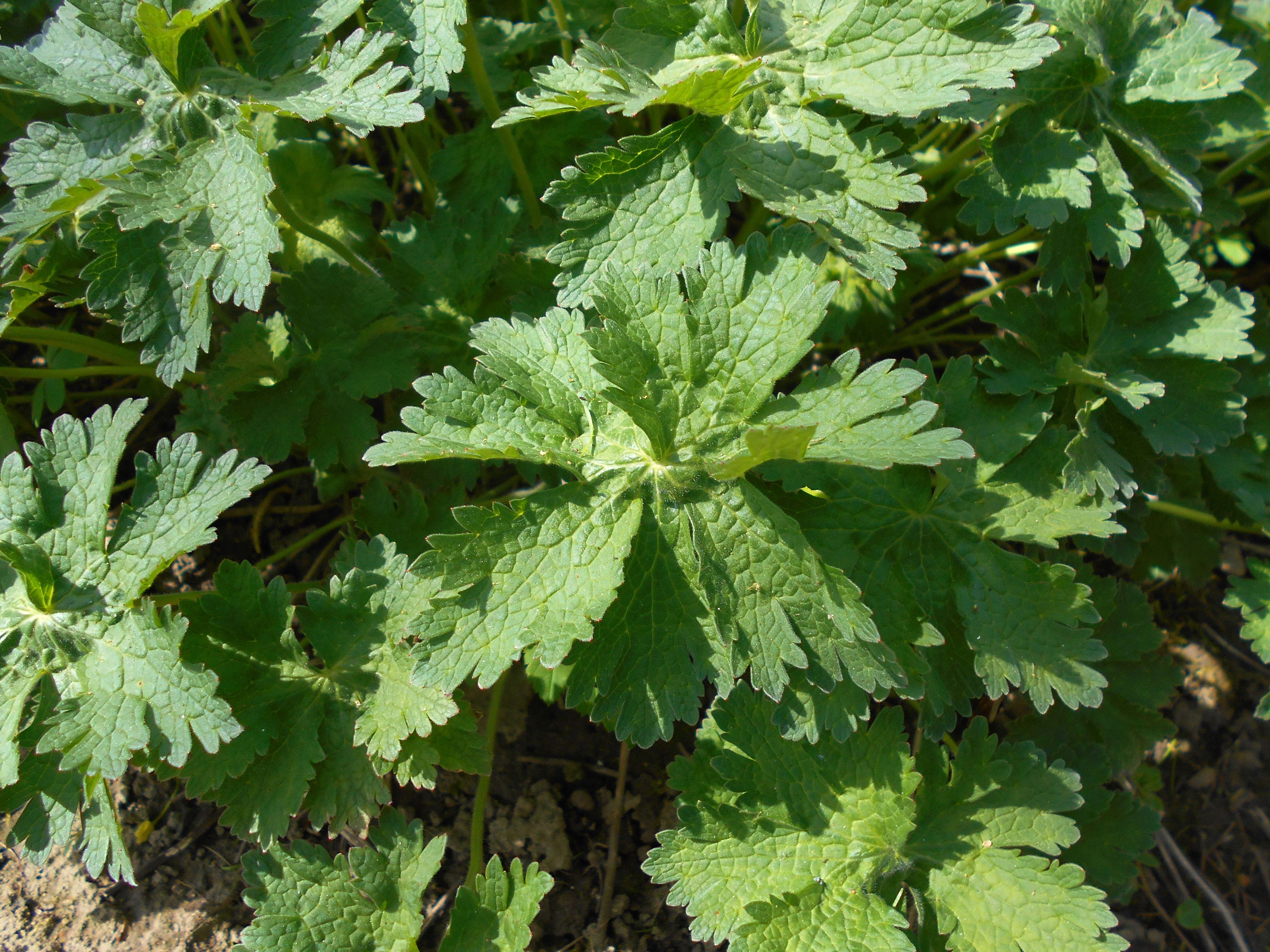 Image of Glandular Crane's-bill