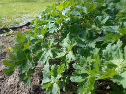 Image of Glandular Crane's-bill