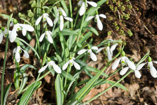 Image of Galanthus plicatus M. Bieb.