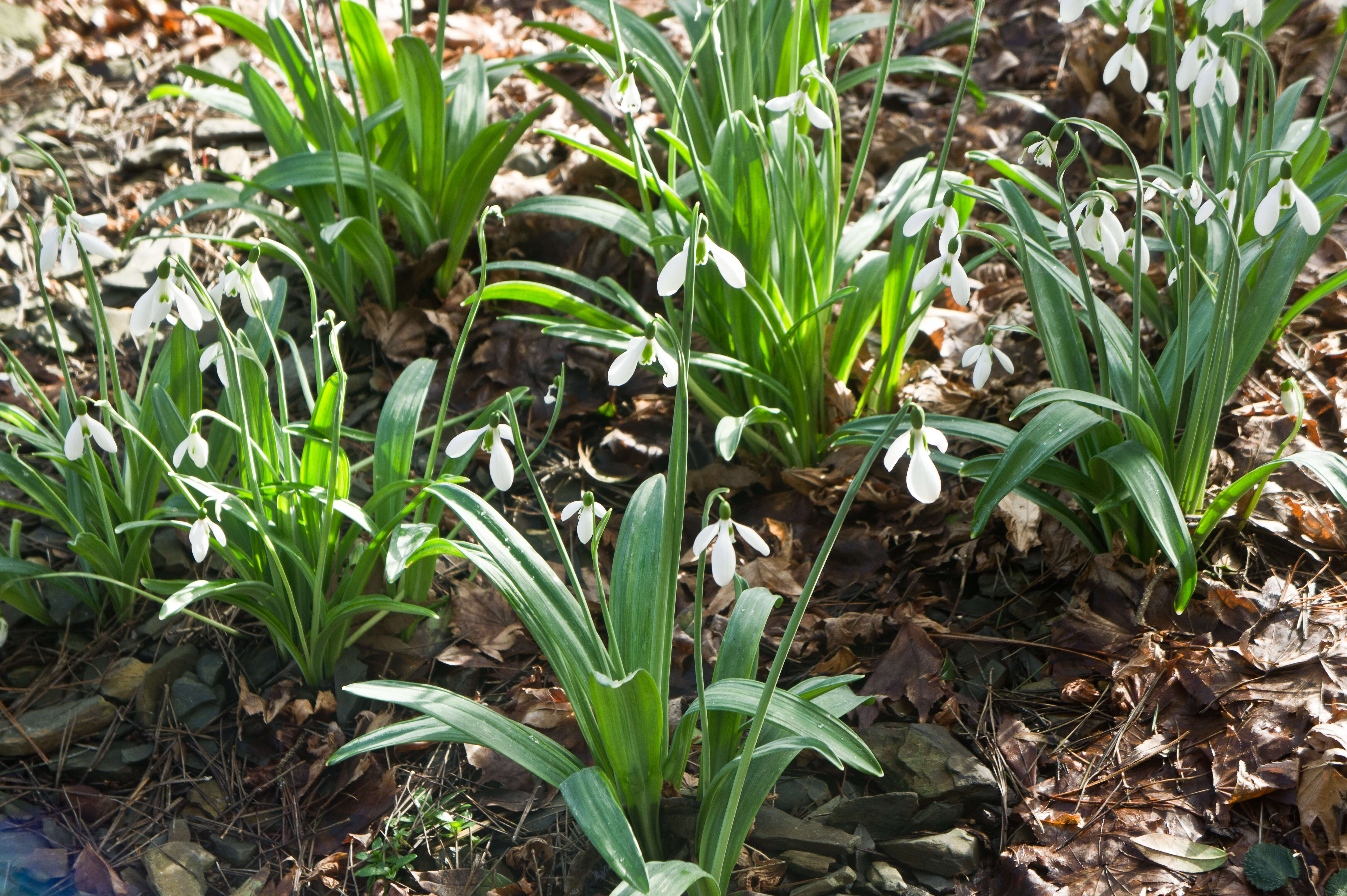 Image of Galanthus plicatus M. Bieb.