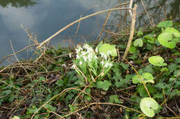 Image of Galanthus plicatus M. Bieb.