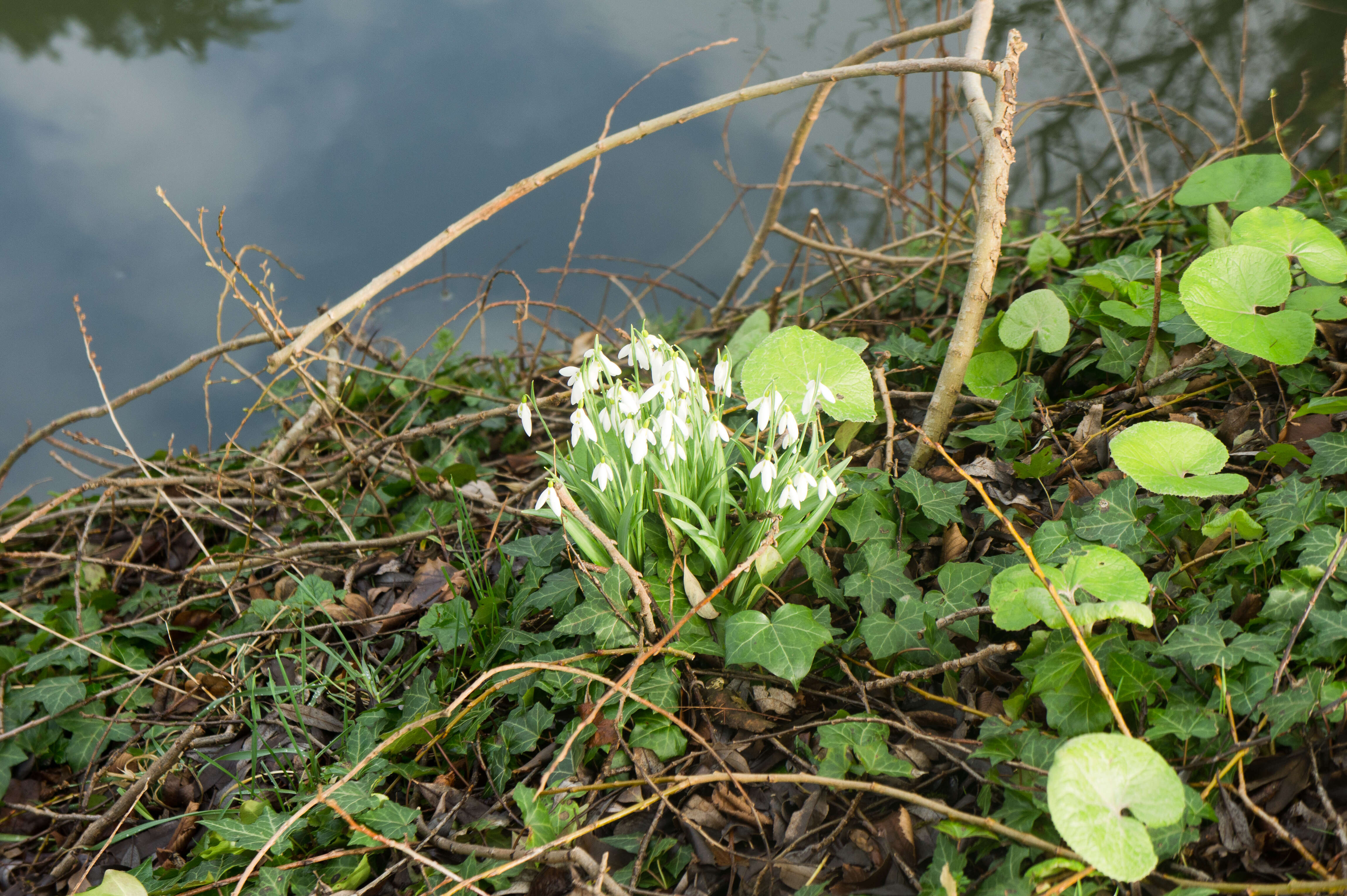 Image of Galanthus plicatus M. Bieb.