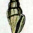 صورة Eucithara fasciata