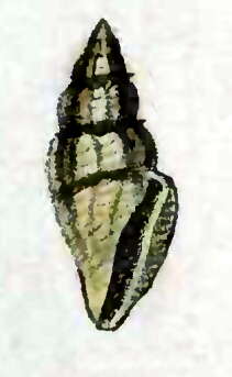 Image of Eucithara fasciata