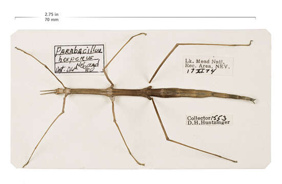 Image of common walkingsticks