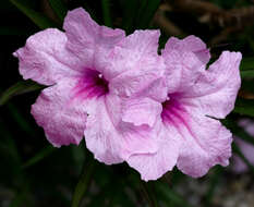 Image de Ruellia simplex Wright