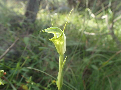 Image of Blunt-tongue greenhood