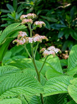 صورة Rodgersia aesculifolia Batalin