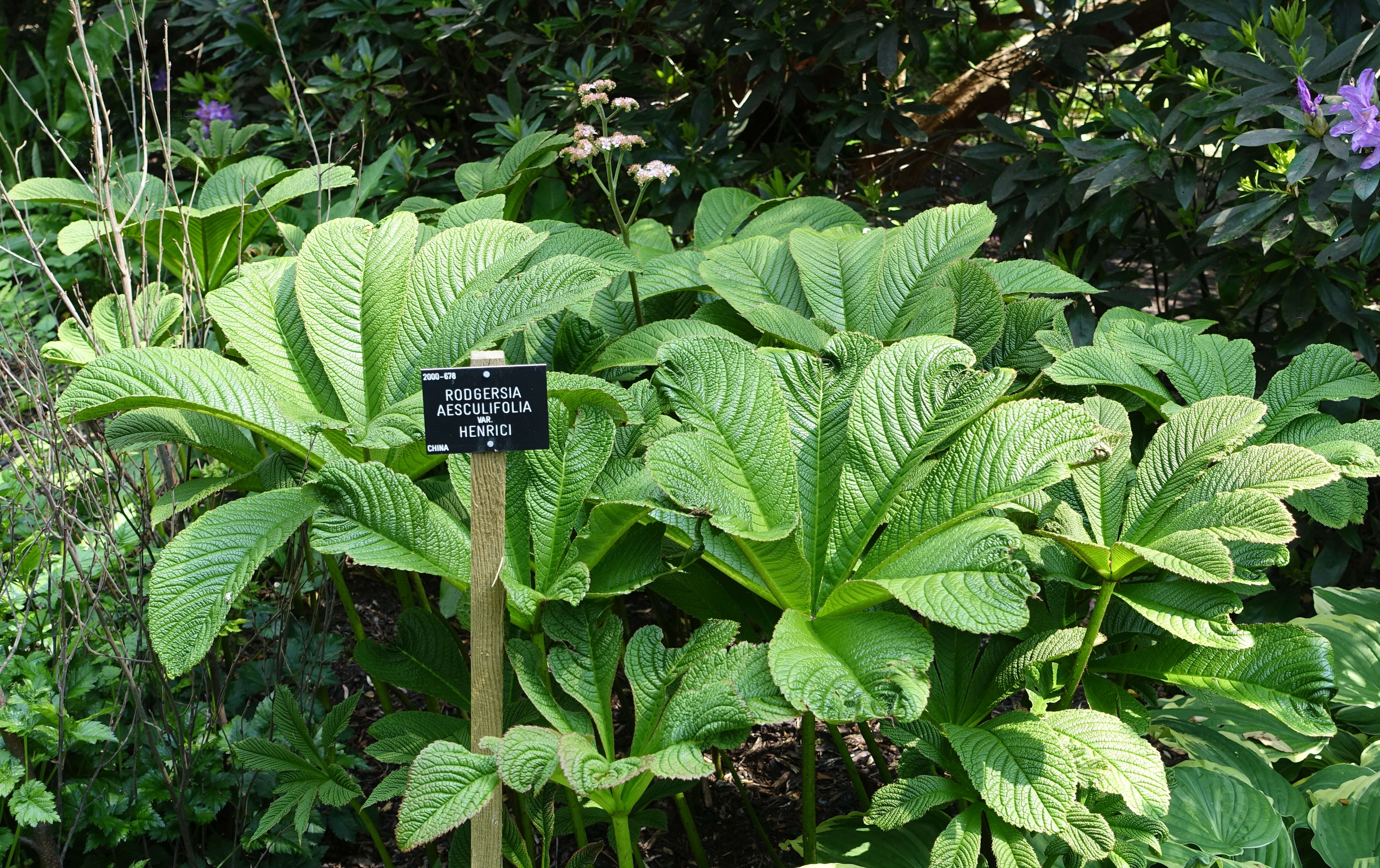 Image of Rodgersia aesculifolia Batalin