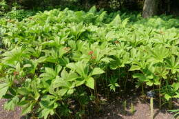 صورة Rodgersia aesculifolia Batalin