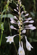 Image de Hosta sieboldiana var. sieboldiana