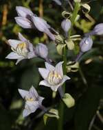 Imagem de Hosta sieboldiana var. sieboldiana