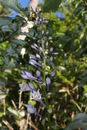 Imagem de Hosta sieboldiana var. sieboldiana