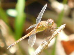 Image of Band-winged Dragonlet