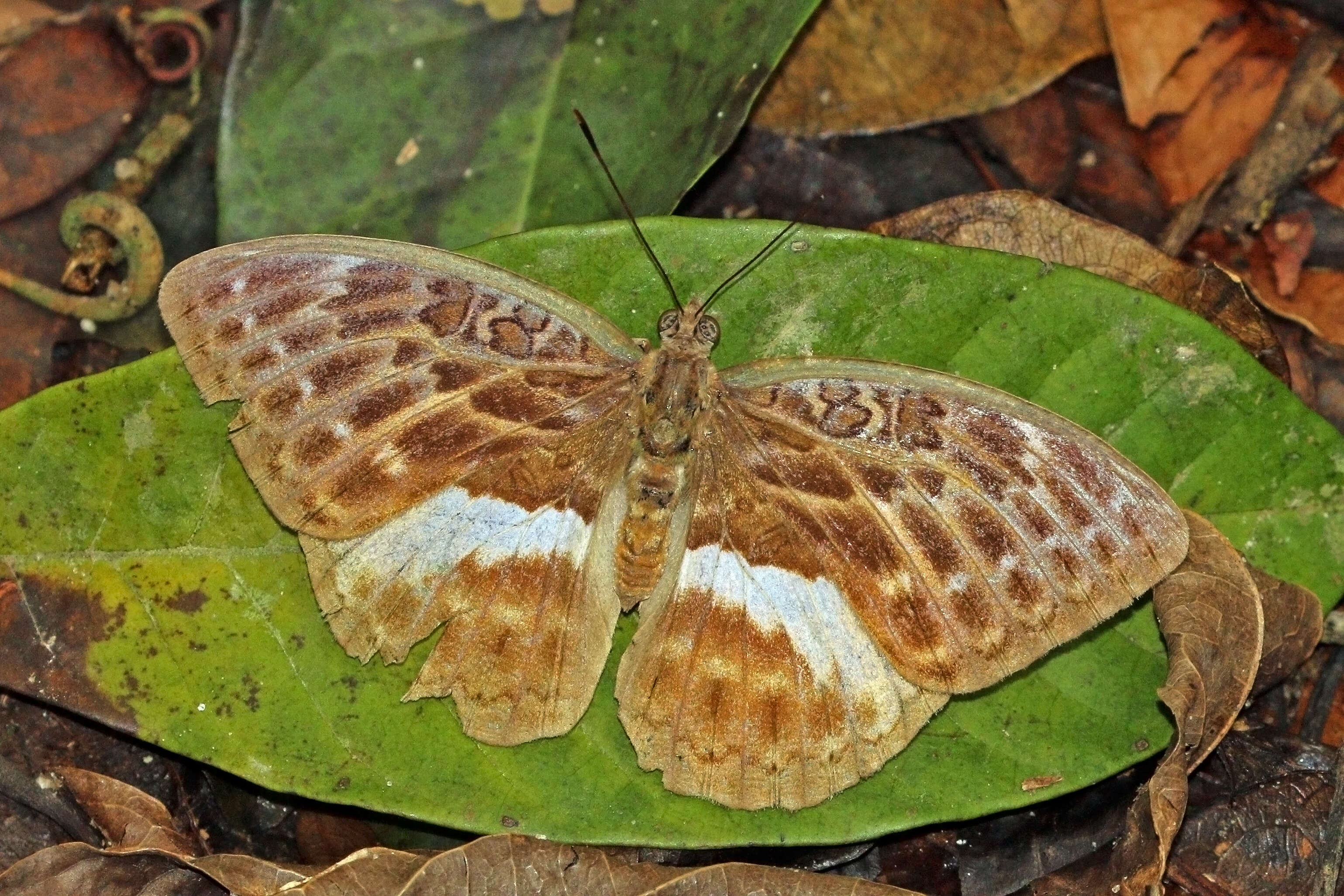 Image of Bebearia mandinga